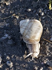 Helix pomatia
