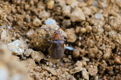 Galerucella grisescens