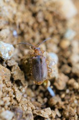 Galerucella grisescens