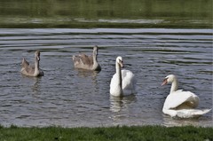 Cygnus olor