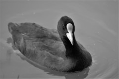 Fulica atra