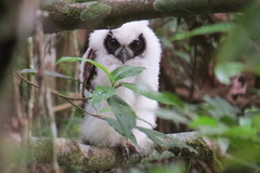 Asio madagascariensis