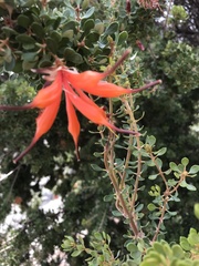 Lambertia inermis inermis