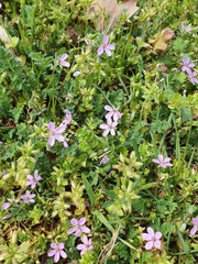 Erodium cicutarium