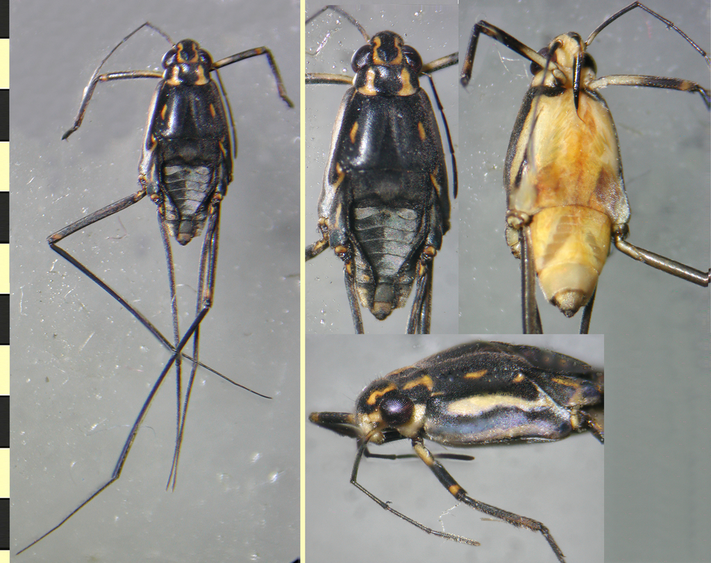 Trepobates panamensis