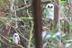 Asio madagascariensis