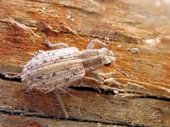 Sitona macularius