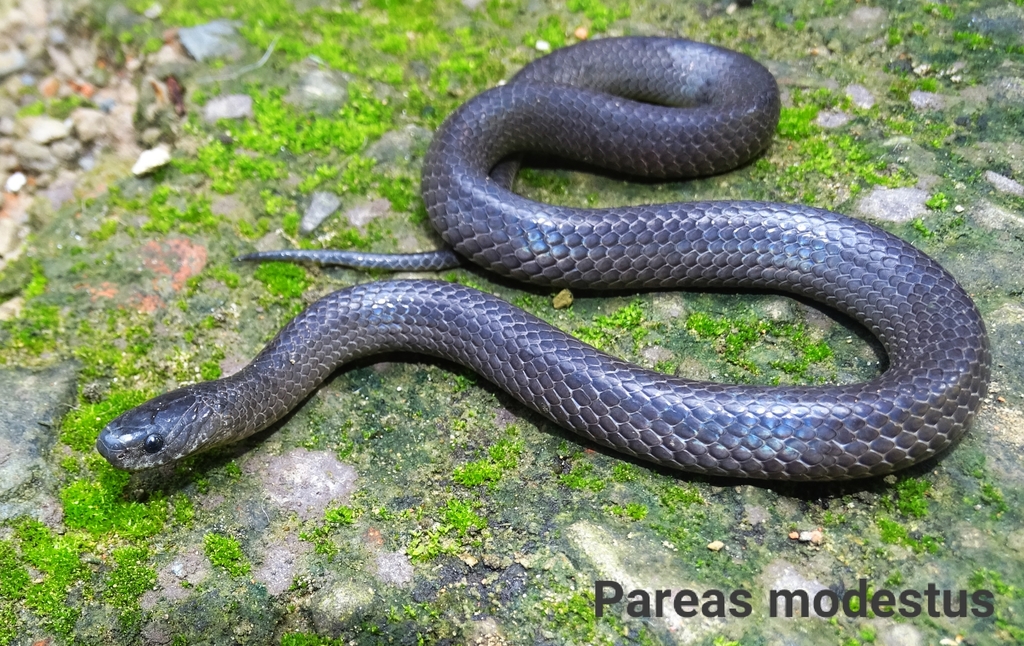 Black Slug Snake