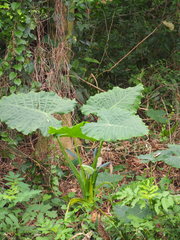 Alocasia odora