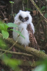 Asio madagascariensis