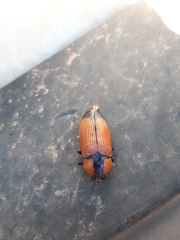 Temognatha