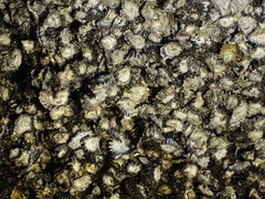 Saccostrea cuccullata