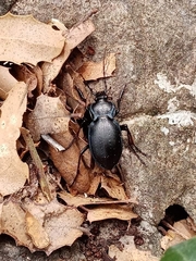 Oreocarabus