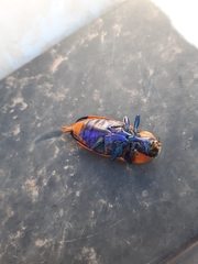 Temognatha