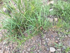 Acalypha depressinerva