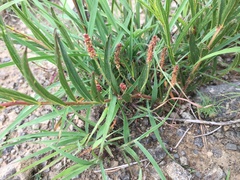 Acalypha depressinerva