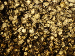 Saccostrea cuccullata