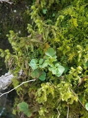 Cardamine clematitis