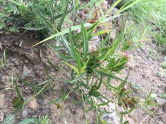 Acalypha depressinerva