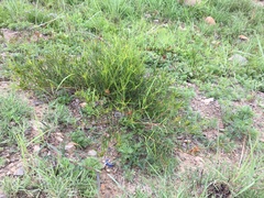 Acalypha depressinerva