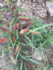 Acalypha depressinerva