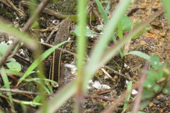 Dromicodryas bernieri