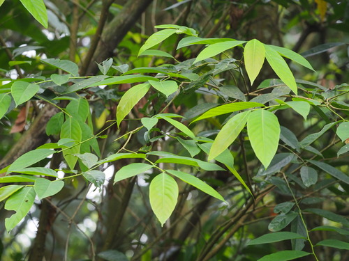Bridelia balansae (Bridelia balansae)