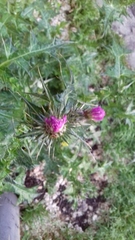 Carduoideae