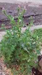 Carduoideae