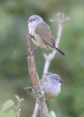 Coccopygia quartinia