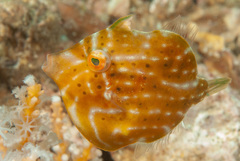 Pigmy Leatherjacket photo 1