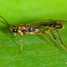 Orthocentrinae - Photo (c) Steve Kerr, some rights reserved (CC BY), uploaded by Steve Kerr