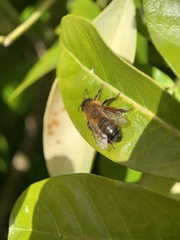 Andrena nigroaenea