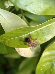 Andrena nigroaenea