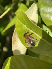 Andrena nigroaenea