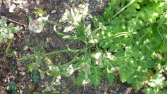 Euphorbia silenifolia