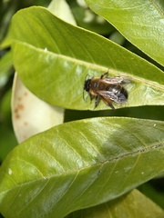 Andrena nigroaenea