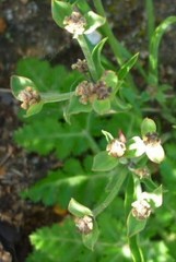 Euphorbia silenifolia