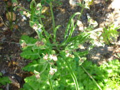 Euphorbia silenifolia