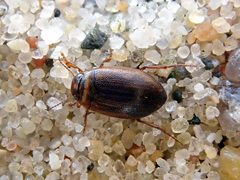 Coelambus impressopunctatus