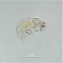 Cephalodella catellina