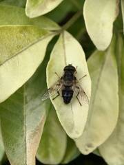 Eristalis pertinax