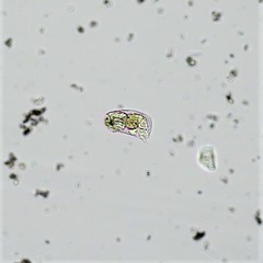 Cephalodella catellina