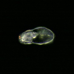 Cephalodella catellina