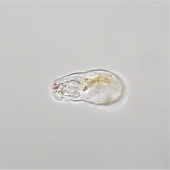 Cephalodella catellina