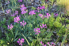 Oxytropis longirostra
