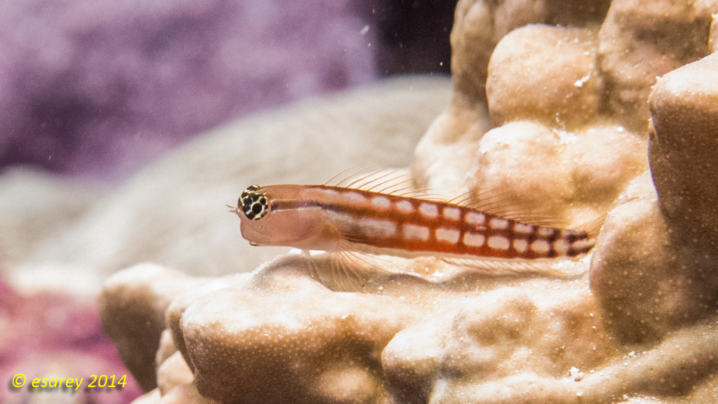 Comical Blenny