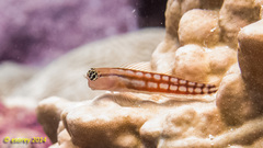 Ecsenius opsifrontalis