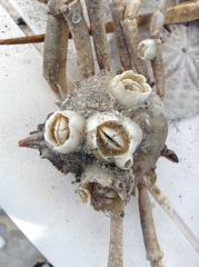 Chelonibia testudinaria