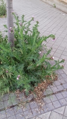 Carduoideae